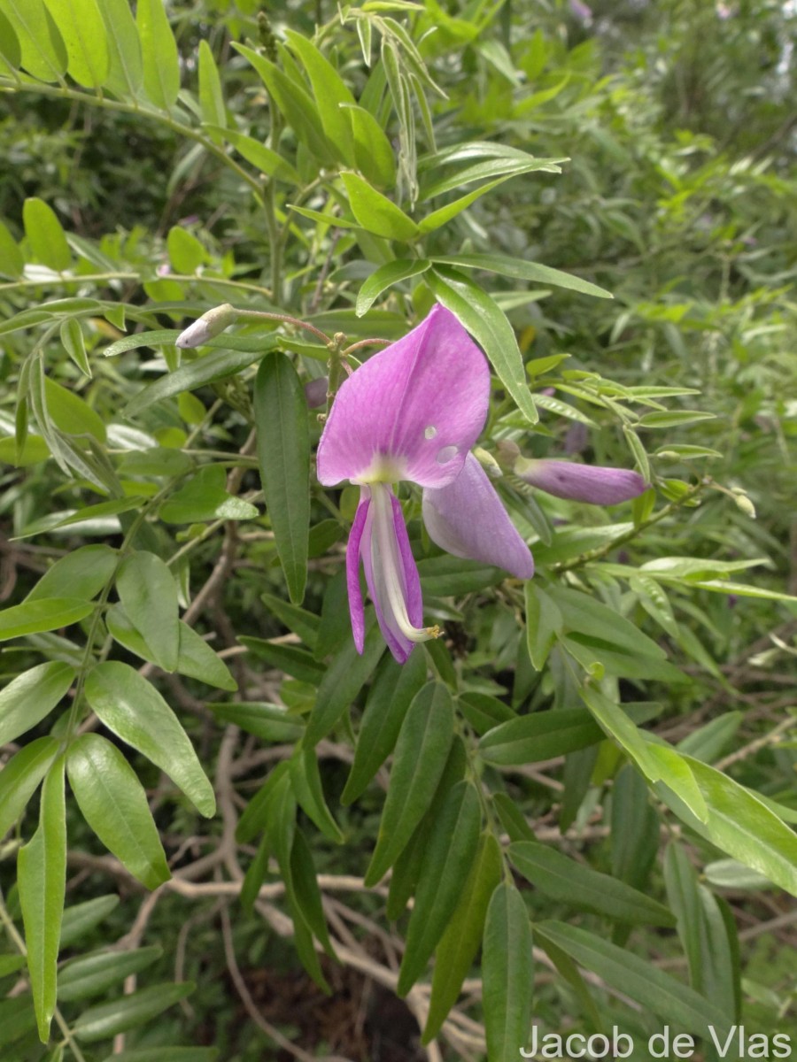 Mundulea sericea (Willd.) A.Chev.